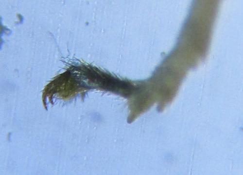 Réf. 220 412 : Euura oligospila