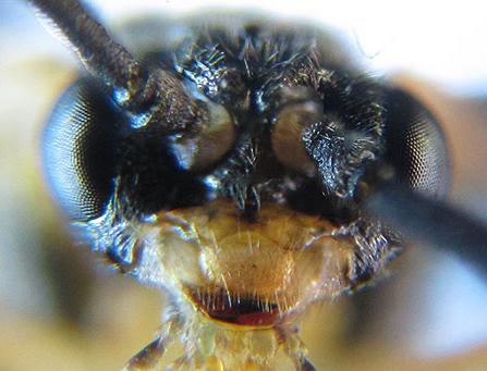 Réf. 220 428 : Euura myosotidis