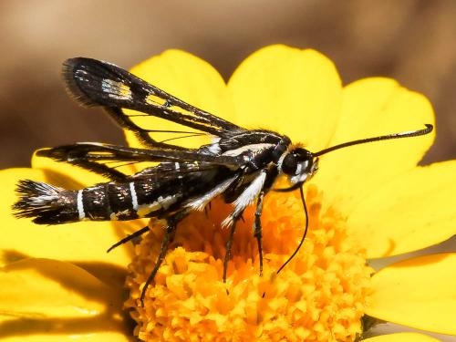 Réf. 220 328 : Pyropteron hispanica