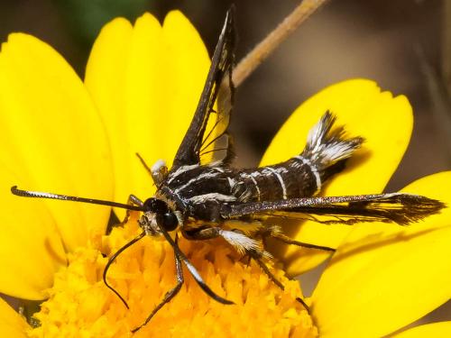 Réf. 220 329 : Pyropteron hispanica