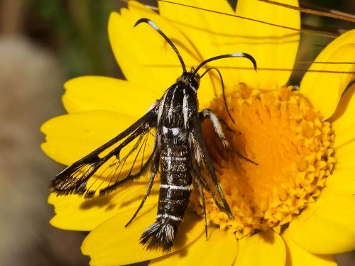 Réf. 220 330 : Pyropteron hispanica