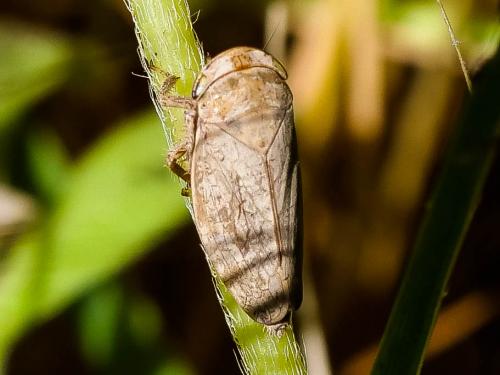Selenocephalus obsoletus