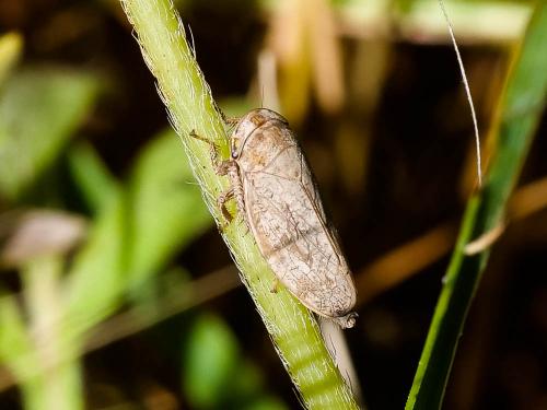 Selenocephalus obsoletus