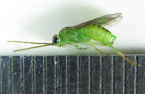 Réf. 220 519 : Euura hypoxantha
