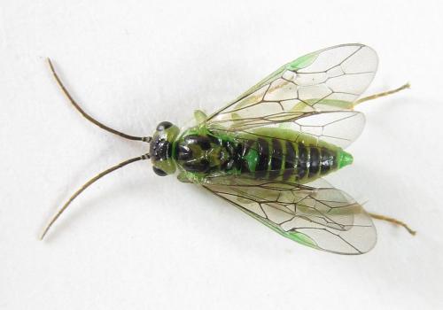 Réf. 220 520 : Euura hypoxantha