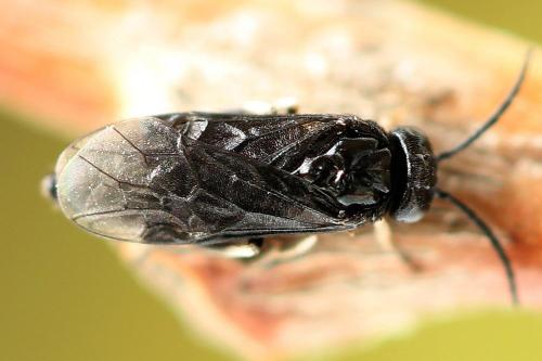 Caliroa annulipes