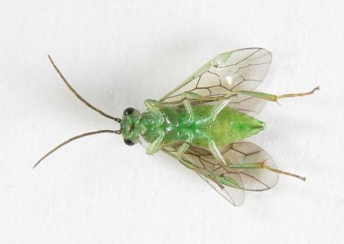 Réf. 220 521 : Euura hypoxantha