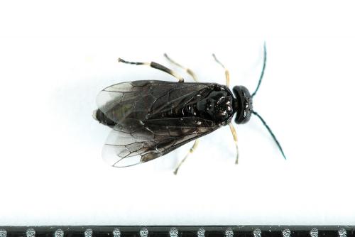 Caliroa annulipes