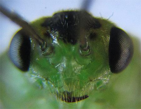 Réf. 220 522 : Euura hypoxantha