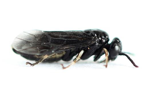 Caliroa annulipes