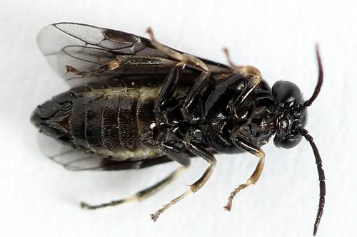 Caliroa annulipes