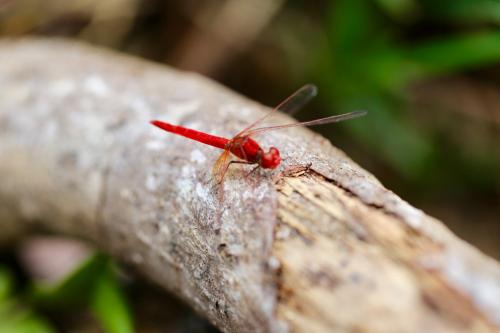 Diplacodes haematodes