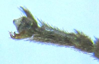 Euura hypoxantha