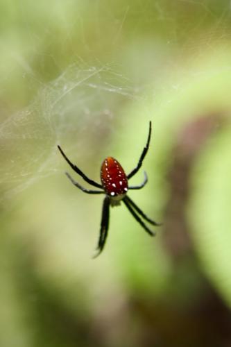 Cyrtophora moluccensis