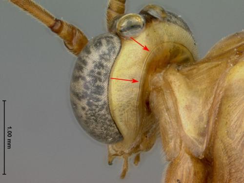Netelia sp.