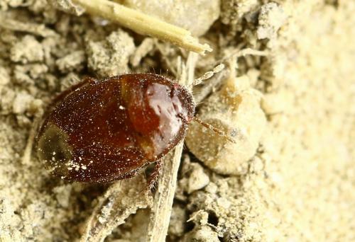Geotomus sp.