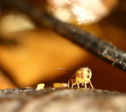 Dicyrtomina ornata