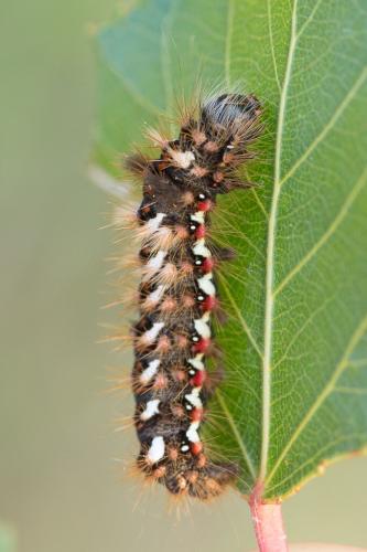 Réf. 220 919 : Acronicta rumicis
