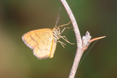 Réf. 220 646 : Idaea flaveolaria