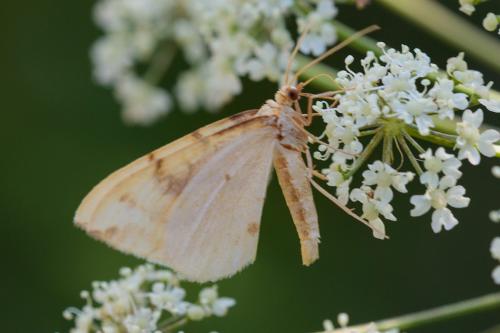 Réf. 220 647 : Gandaritis pyraliata
