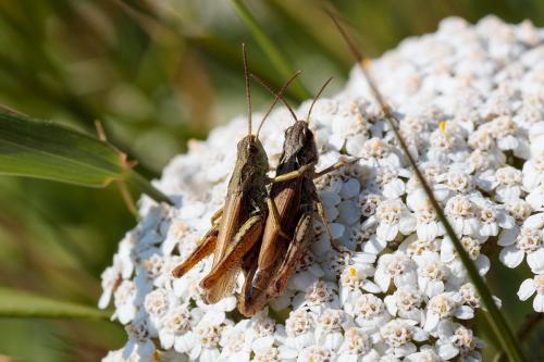 Chorthippus apricarius apricarius