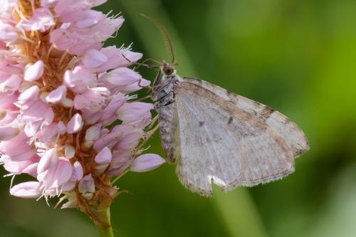 Réf. 220 481 : Xanthorhoe montanata