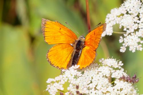 Lycaena virgaureae