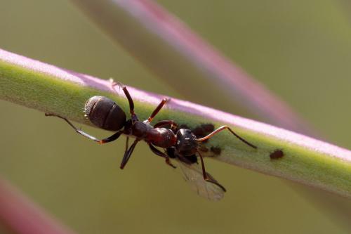 Réf. 220 648 : Formica sp.