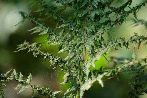 Réf. 220 163 : Eriophyes pteridis