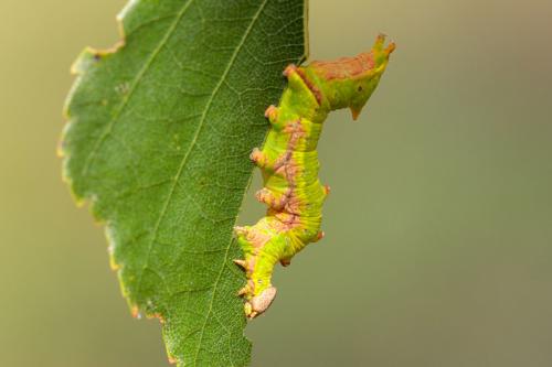 Notodonta dromedarius