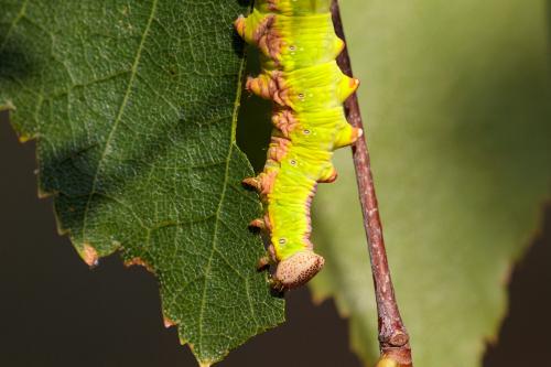 Notodonta dromedarius