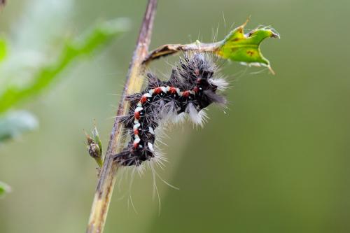 Réf. 220 204 : Acronicta rumicis