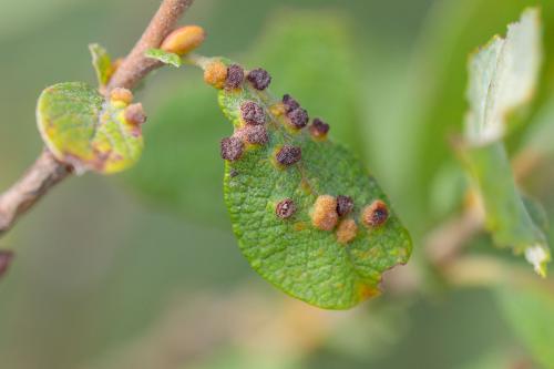 Aceria iteina