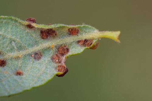 Aceria iteina