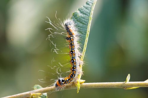 Réf. 220 246 : Acronicta tridens