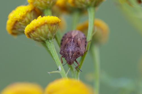 Eurygaster testudinaria
