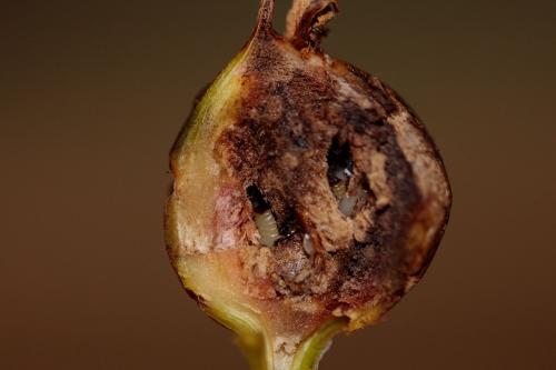Urophora cardui