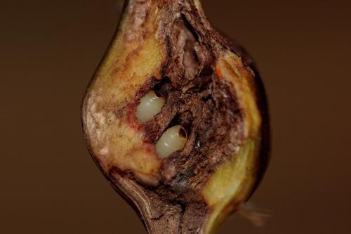 Urophora cardui