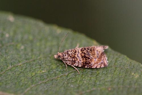 Celypha lacunana