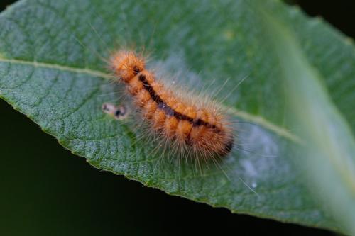 Acronicta auricoma