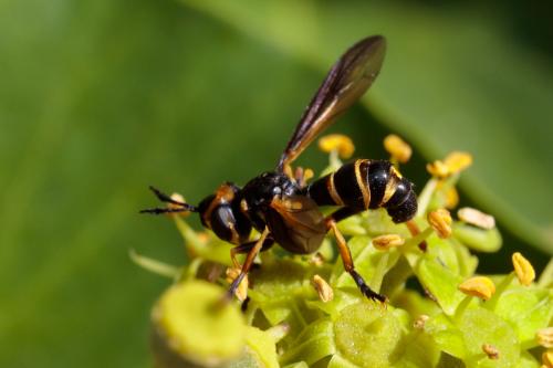 Leopoldius calceatus