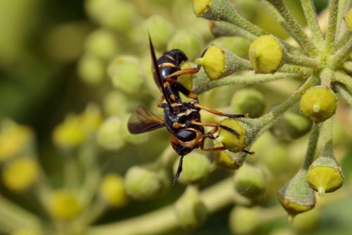 Leopoldius calceatus