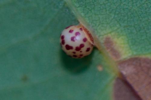 Neuroterus anthracinus