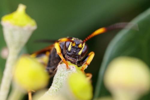 Réf. 220 466 : Ichneumon xanthorius