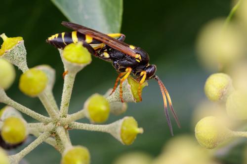Réf. 220 465 : Ichneumon xanthorius