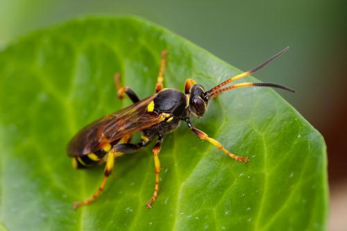 Réf. 220 463 : Ichneumon xanthorius