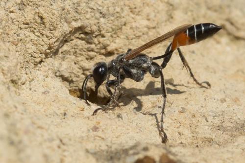Prionyx kirbii