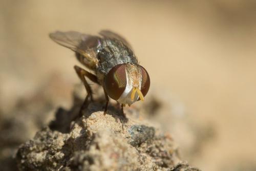Réf. 220 945 : Apodacra sp.