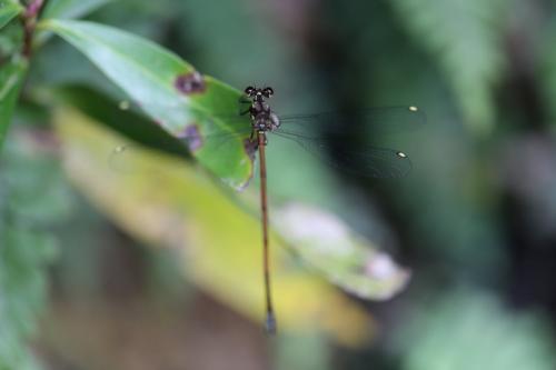 Eoargiolestes ochraceus