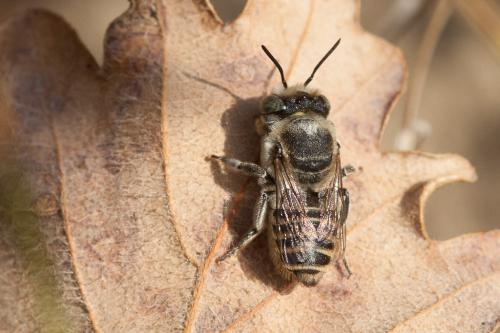 Megachile sp.